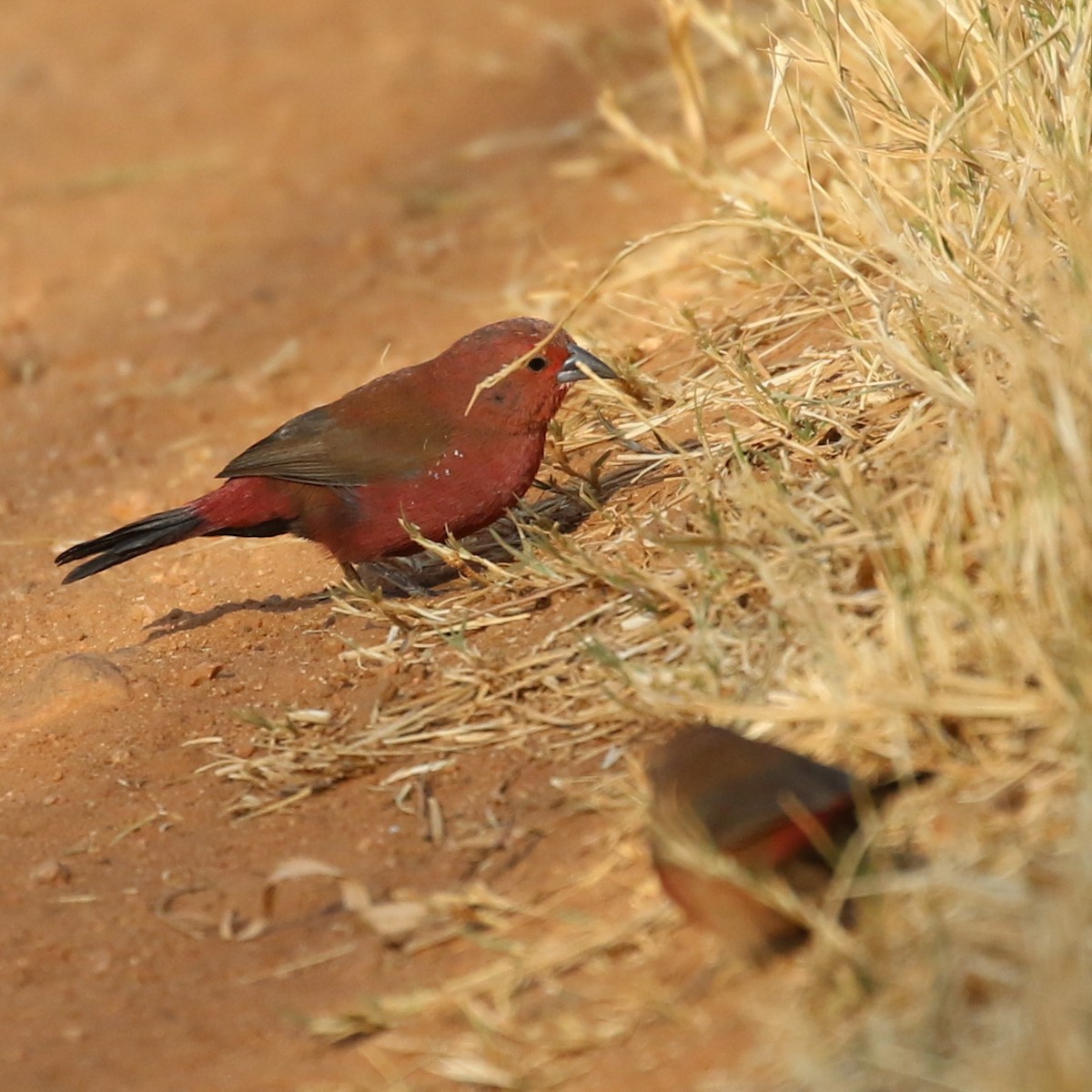 Jameson's Firefinch - Hendrik Swanepoel