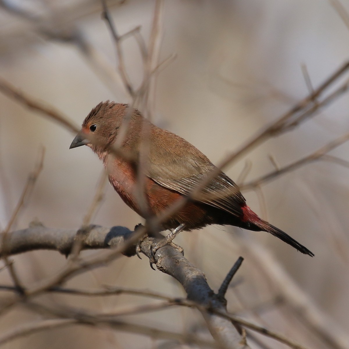 Jameson's Firefinch - Hendrik Swanepoel