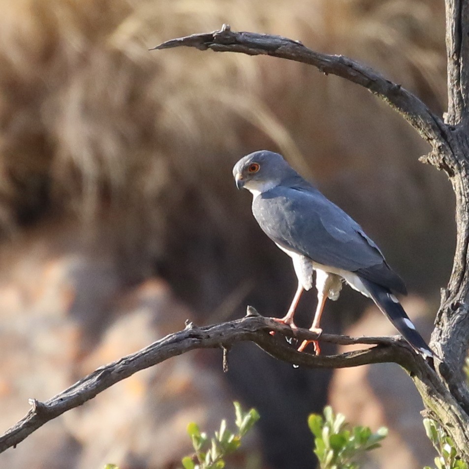 Little Sparrowhawk - Hendrik Swanepoel