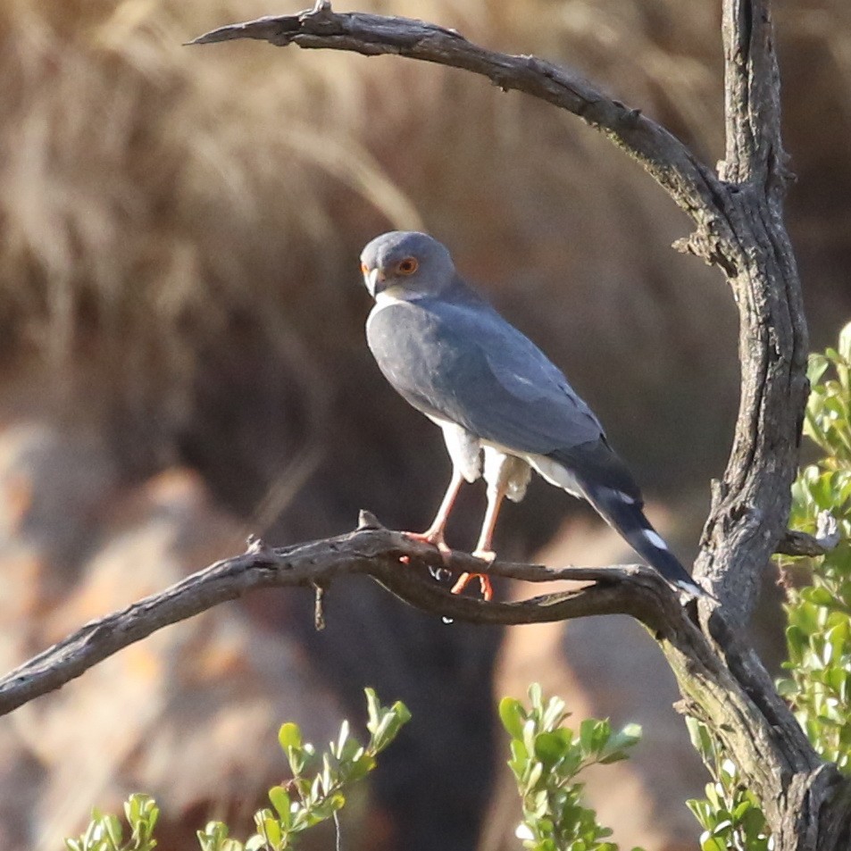 Little Sparrowhawk - Hendrik Swanepoel