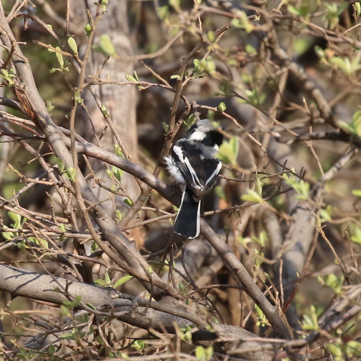 Chinspot Batis - ML116160491