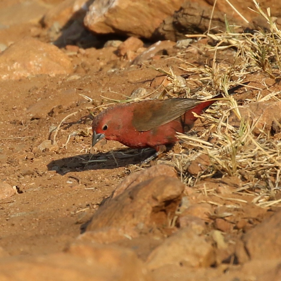 Jameson's Firefinch - Hendrik Swanepoel