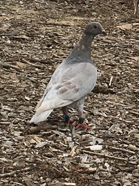 Rock Pigeon (Feral Pigeon) - ML116160991