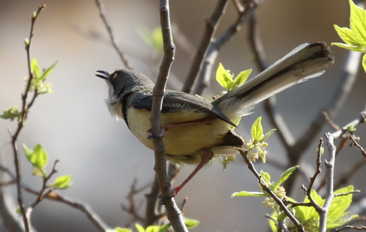 Bar-throated Apalis - Hendrik Swanepoel