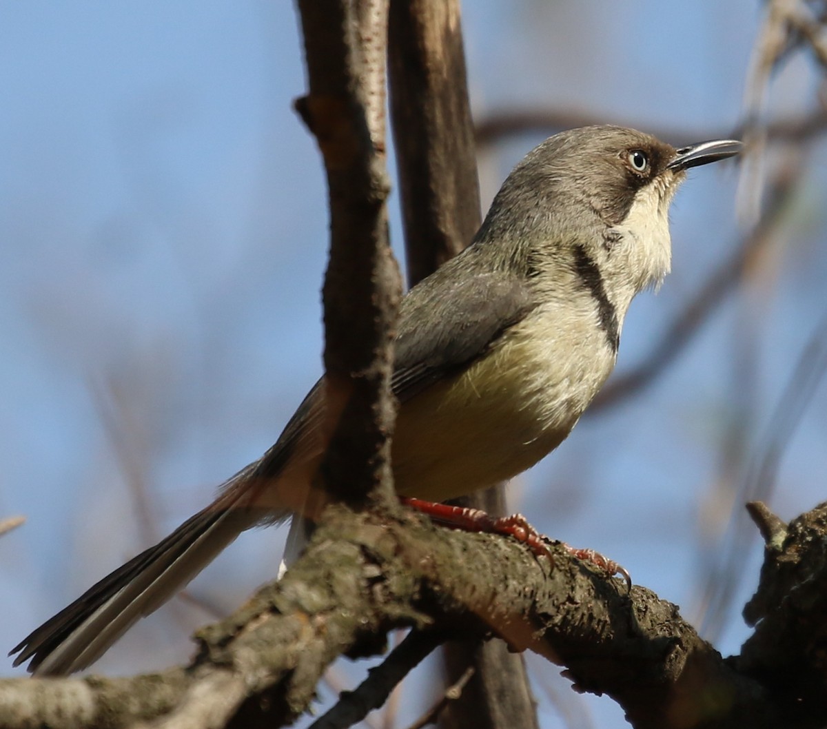 Bar-throated Apalis - Hendrik Swanepoel