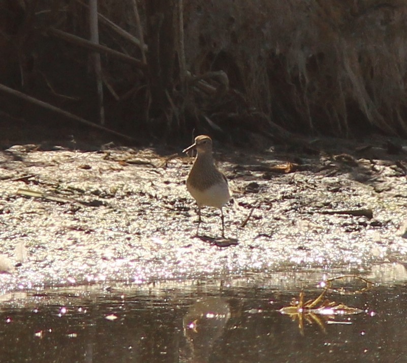 Pectoral Sandpiper - ML116161881