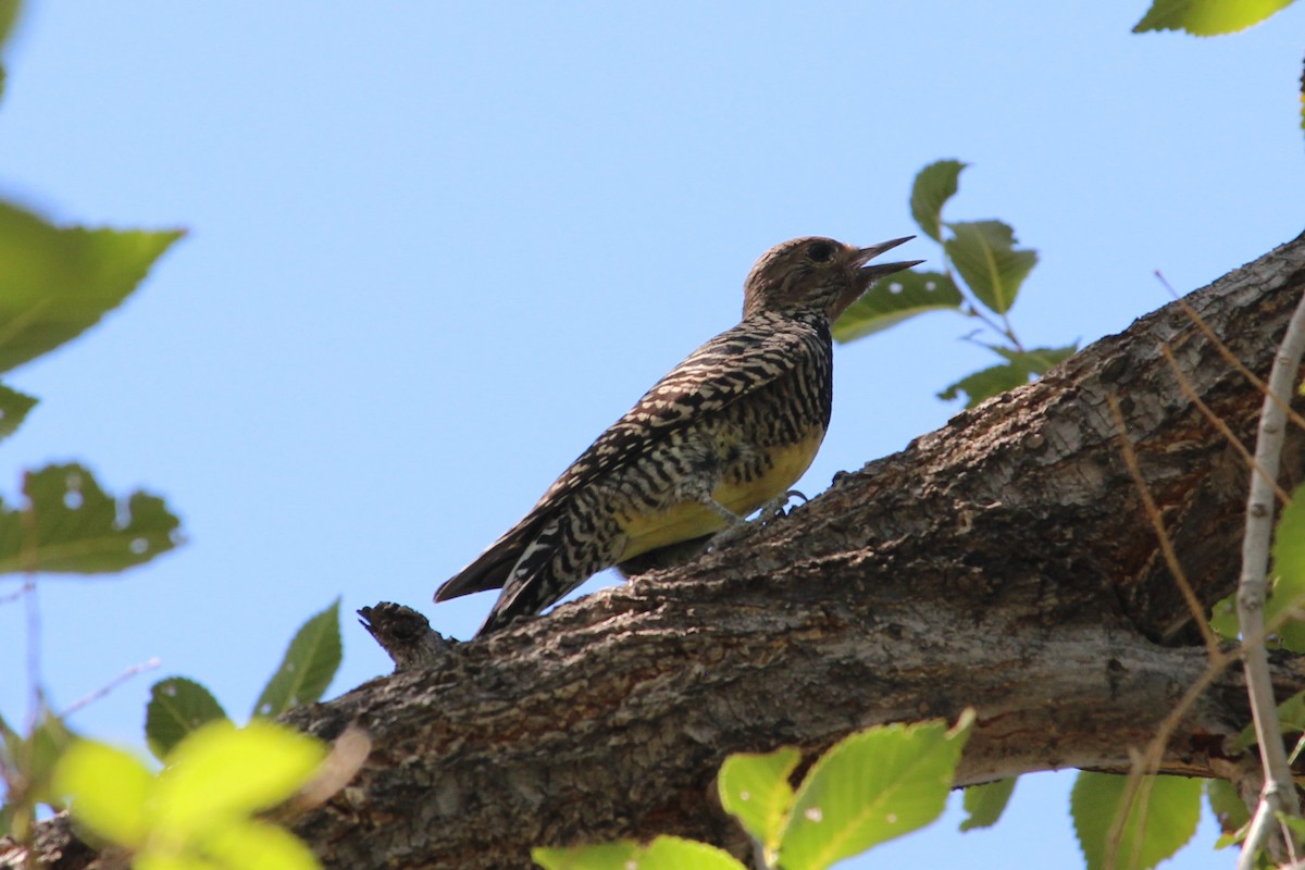 Williamson's Sapsucker - Joel DuBois