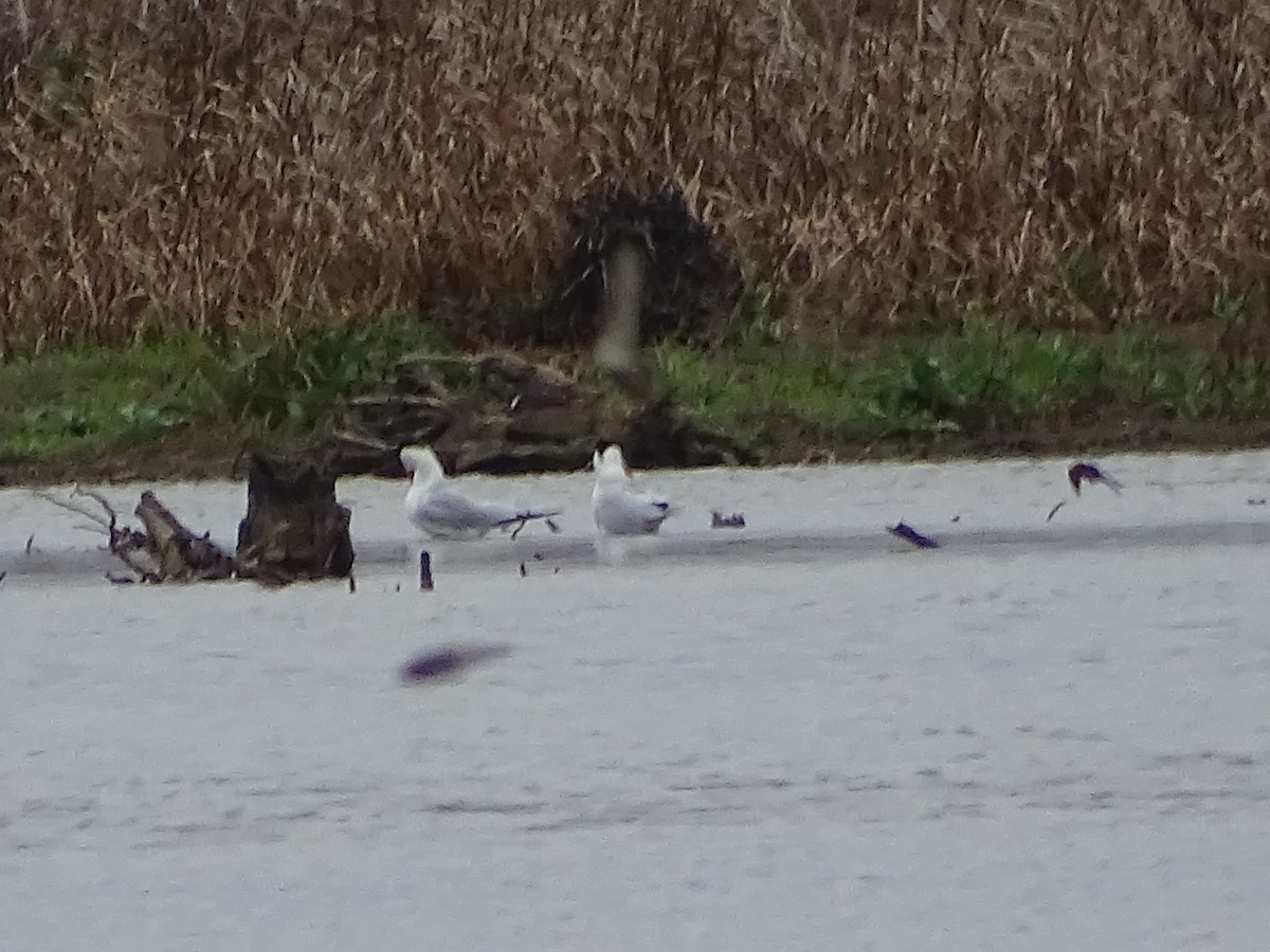 Caspian Tern - Richard Murray