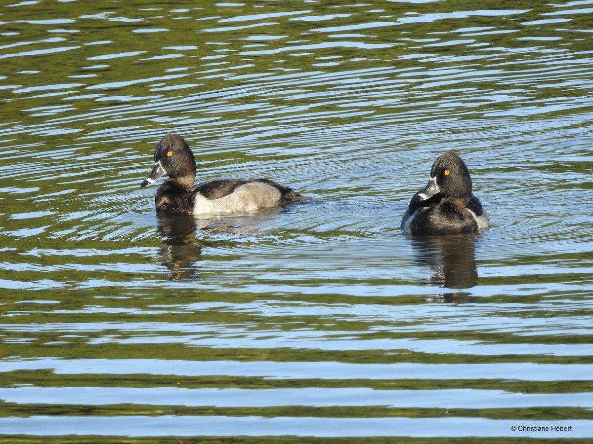 Ring-necked Duck - Christiane Hébert