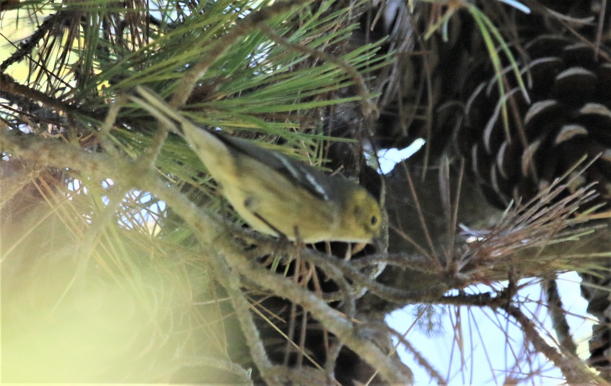 Paruline à tête jaune - ML116166711