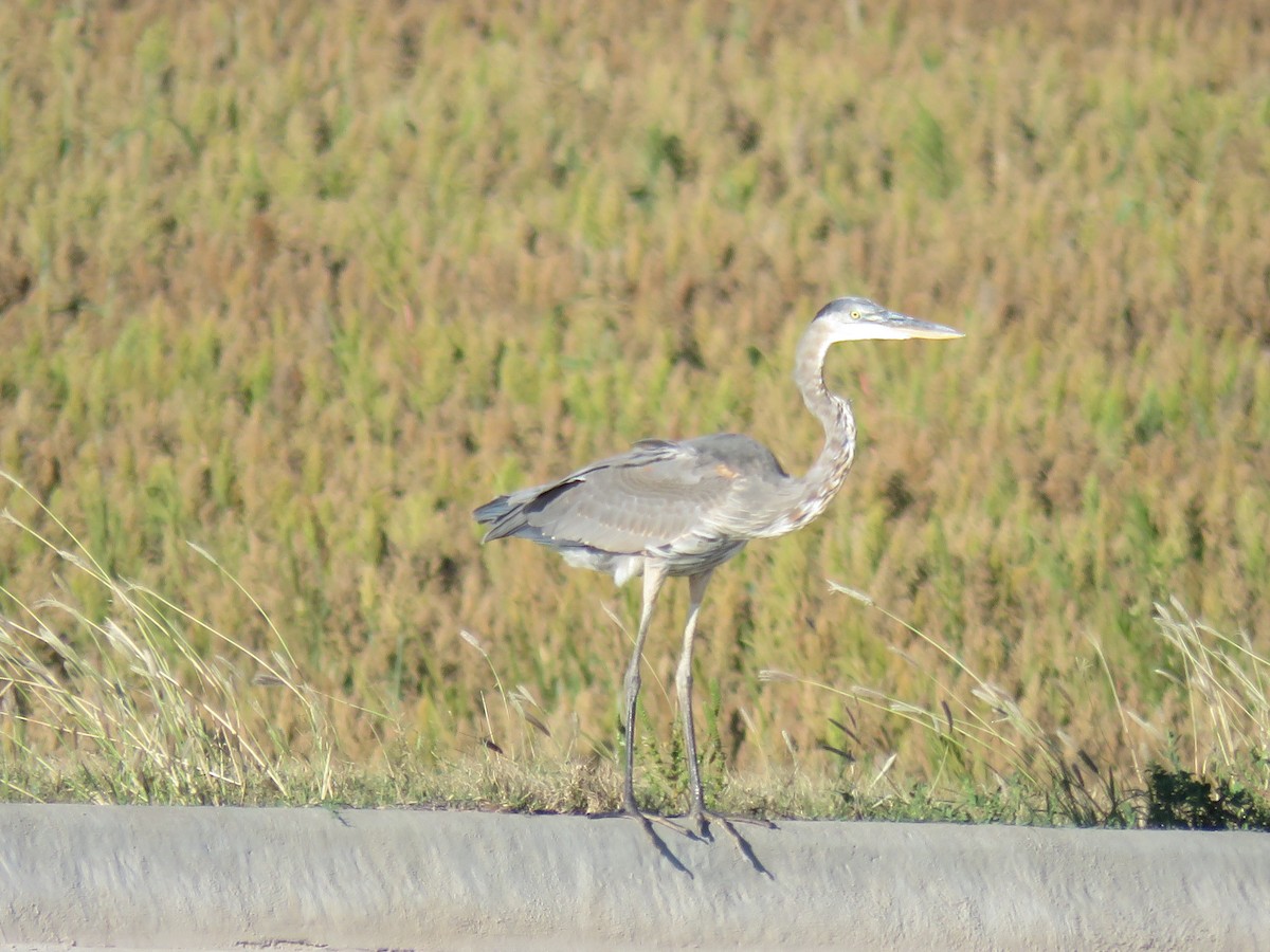 Great Blue Heron - ML116167281