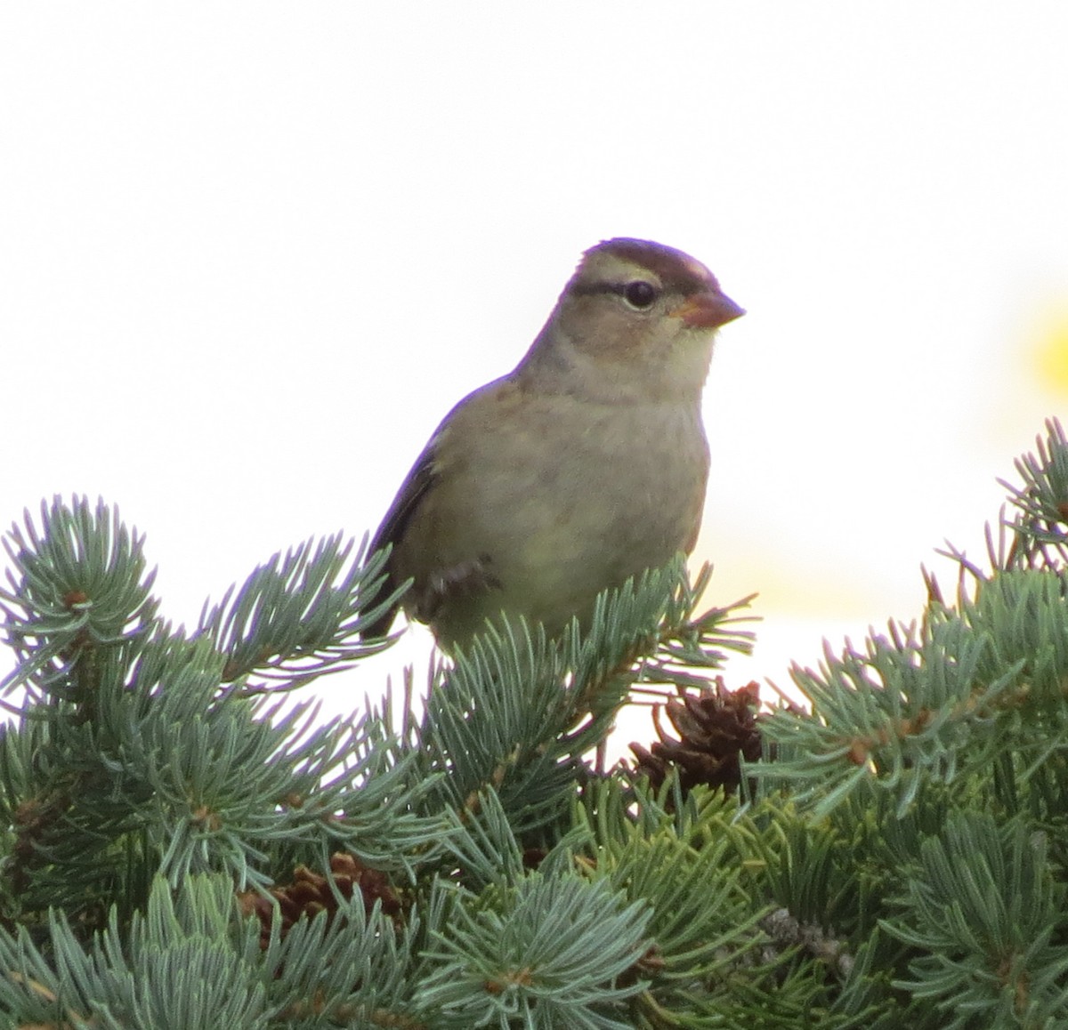 White-crowned Sparrow (oriantha) - ML116171501