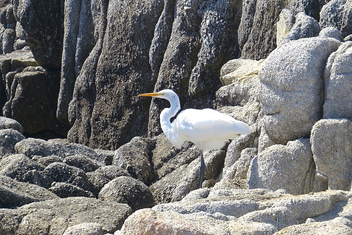 Great Egret - ML116173031