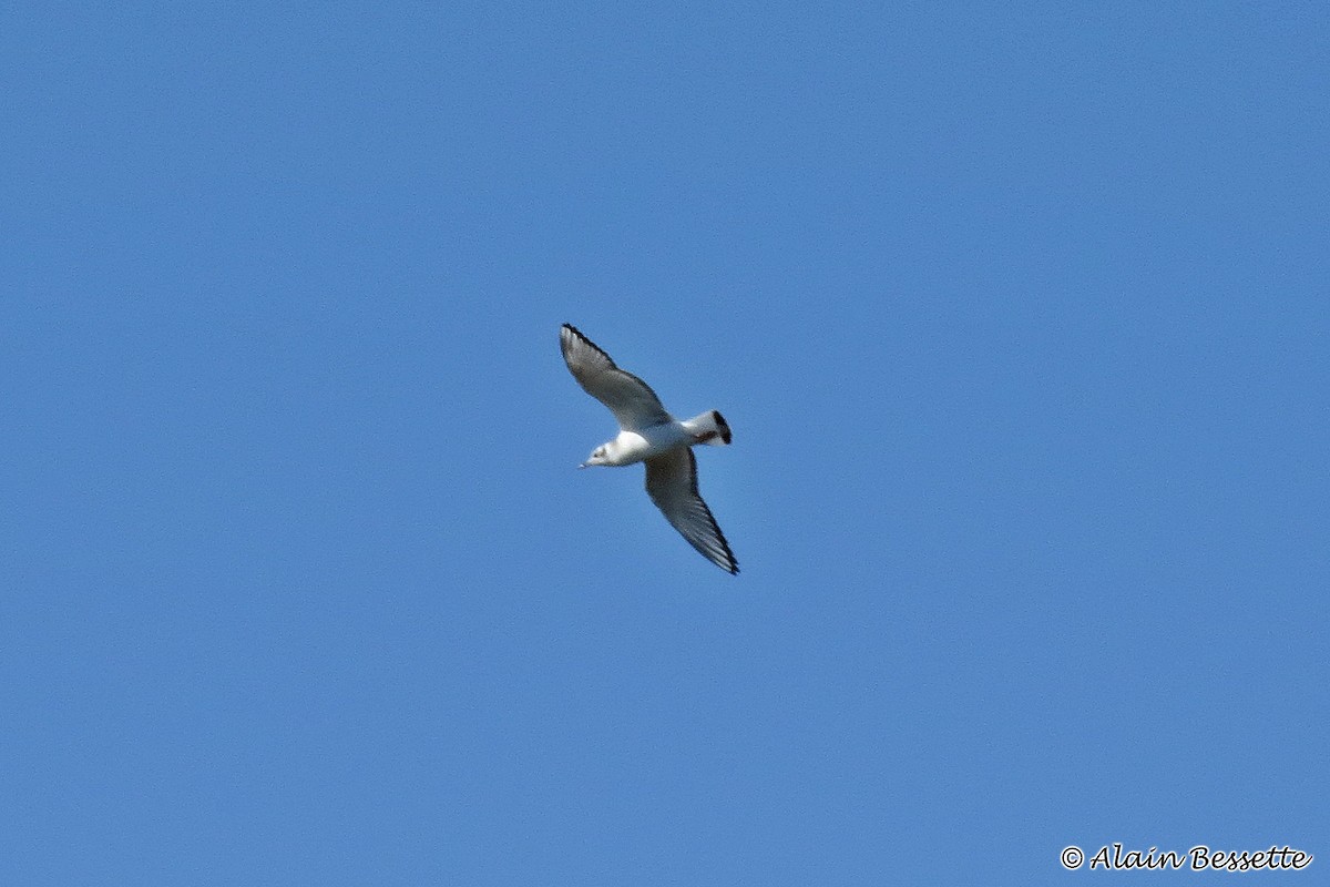 Bonaparte's Gull - ML116174711