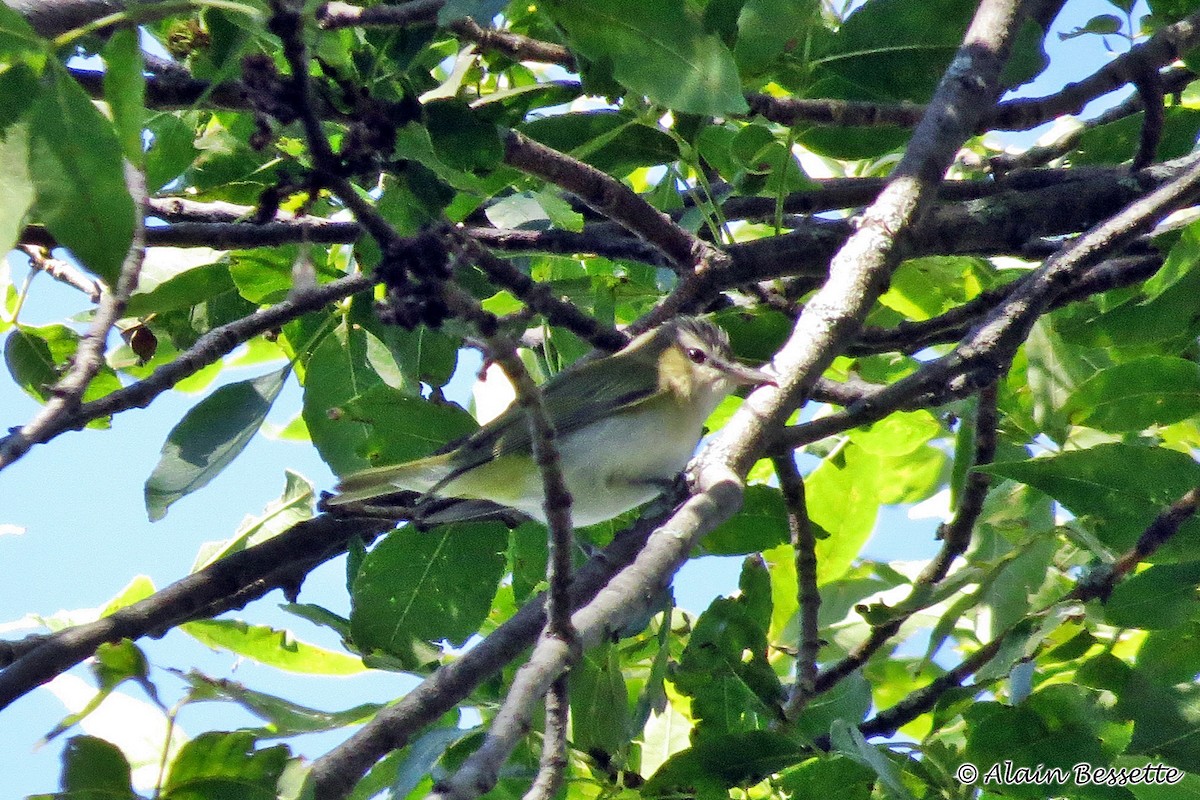 Red-eyed Vireo - Anonymous