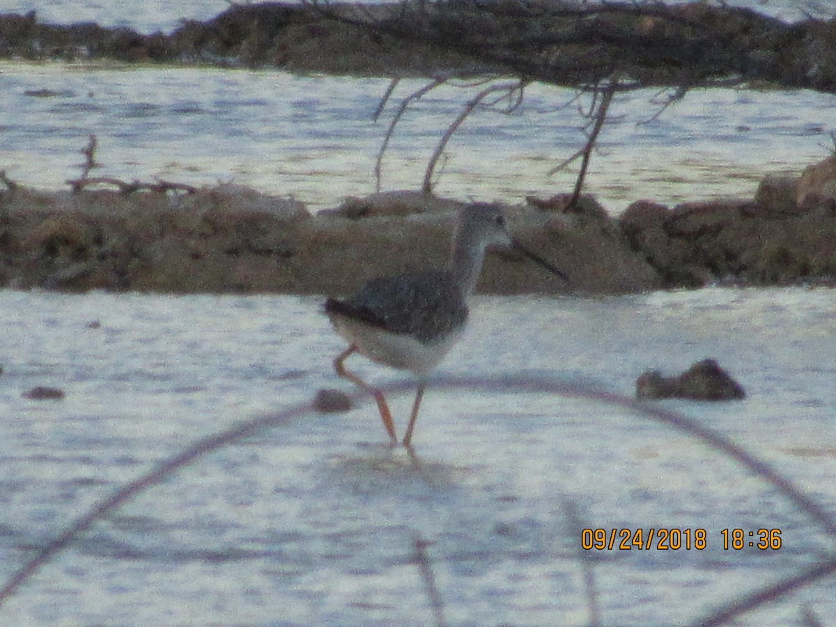 Greater Yellowlegs - ML116175431