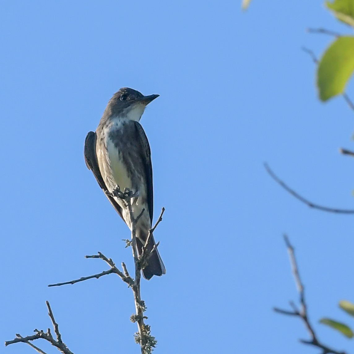 Olive-sided Flycatcher - Mike Stewart