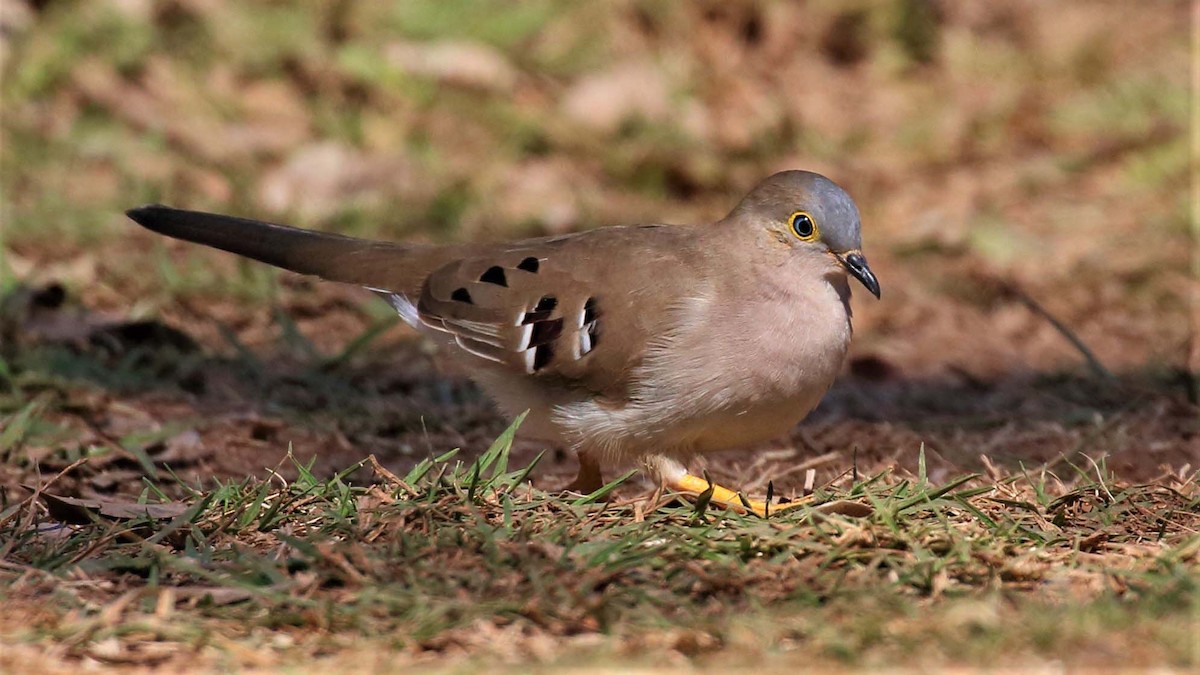 Long-tailed Ground Dove - Jose Luis Blázquez