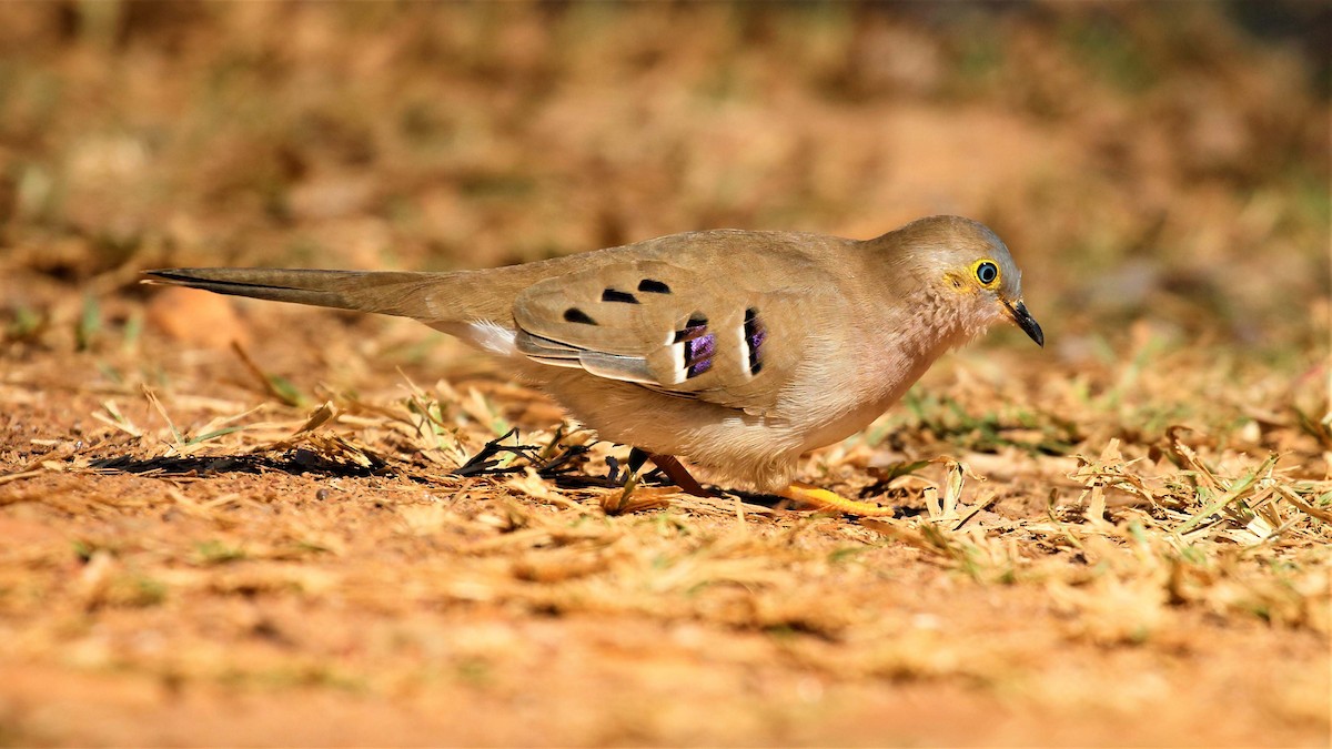 Long-tailed Ground Dove - Jose Luis Blázquez