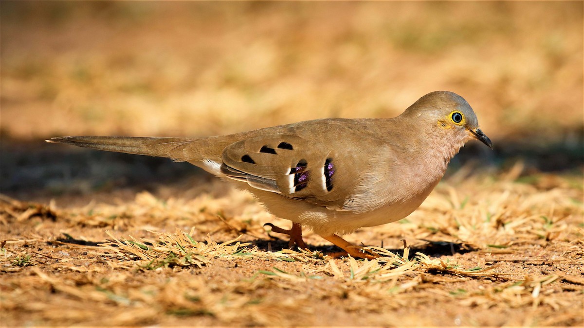 Long-tailed Ground Dove - Jose Luis Blázquez