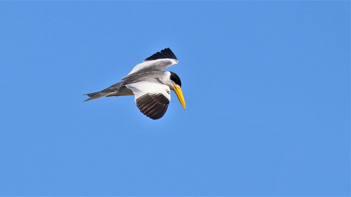 Large-billed Tern - ML116176201