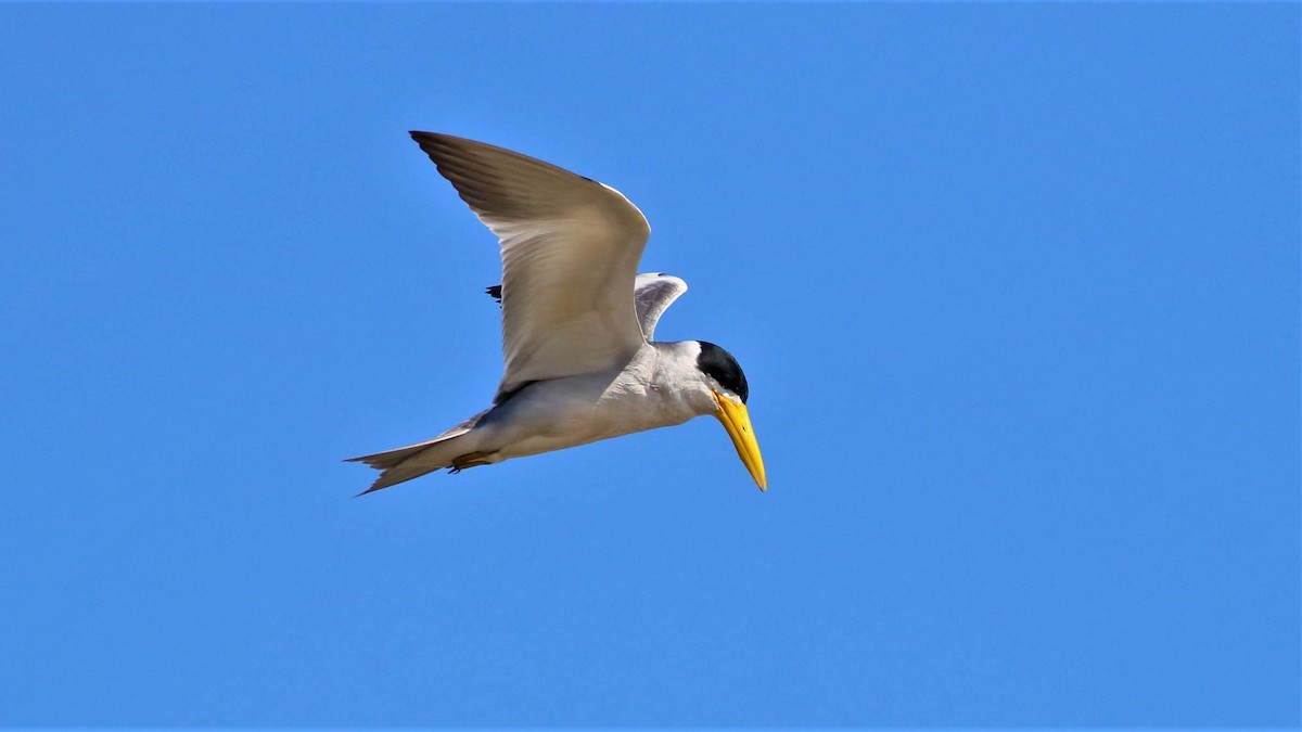 Large-billed Tern - ML116176221