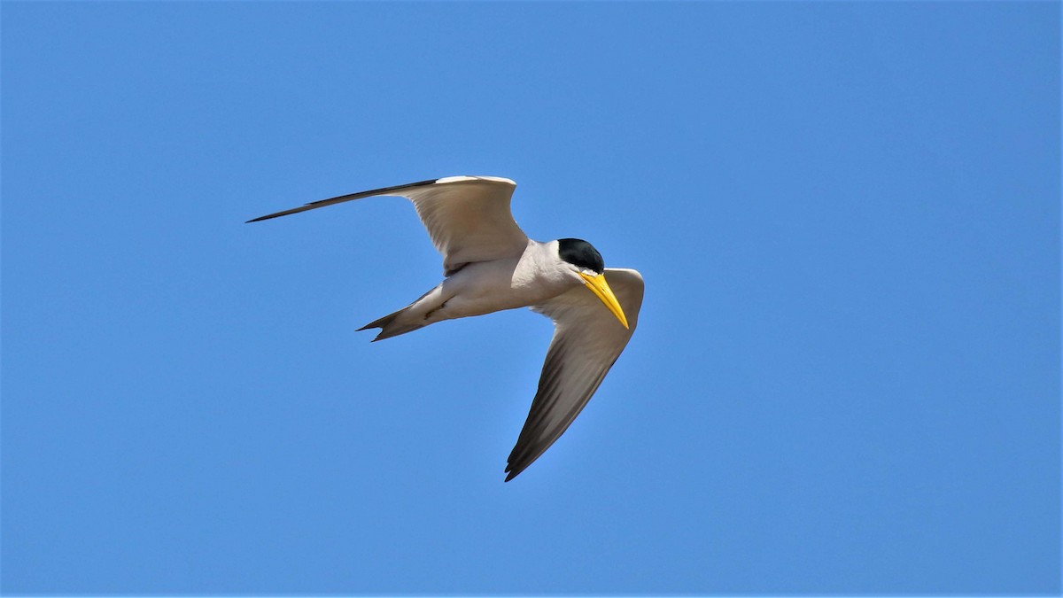 Large-billed Tern - Jose Luis Blázquez