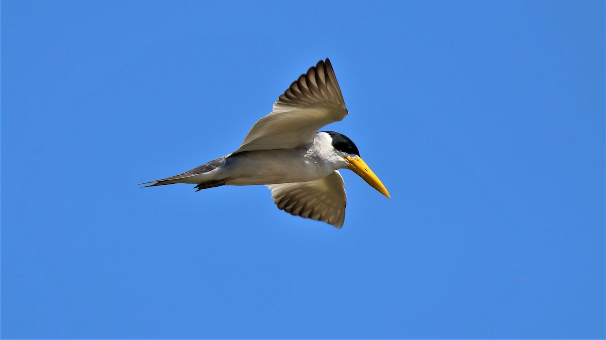 Large-billed Tern - ML116176241