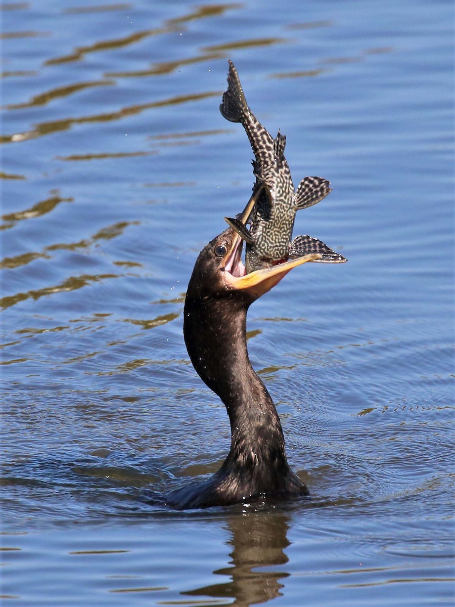 Cormorán Biguá - ML116176521