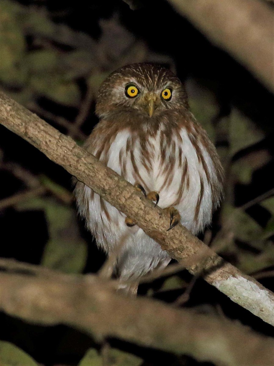 Ferruginous Pygmy-Owl - Jose Luis Blázquez