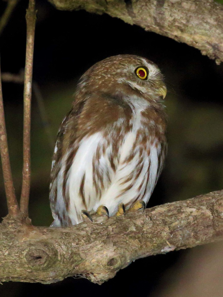 Ferruginous Pygmy-Owl - Jose Luis Blázquez