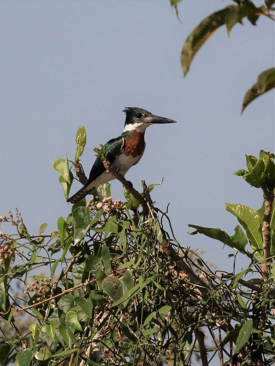 Martin-pêcheur d'Amazonie - ML116177071