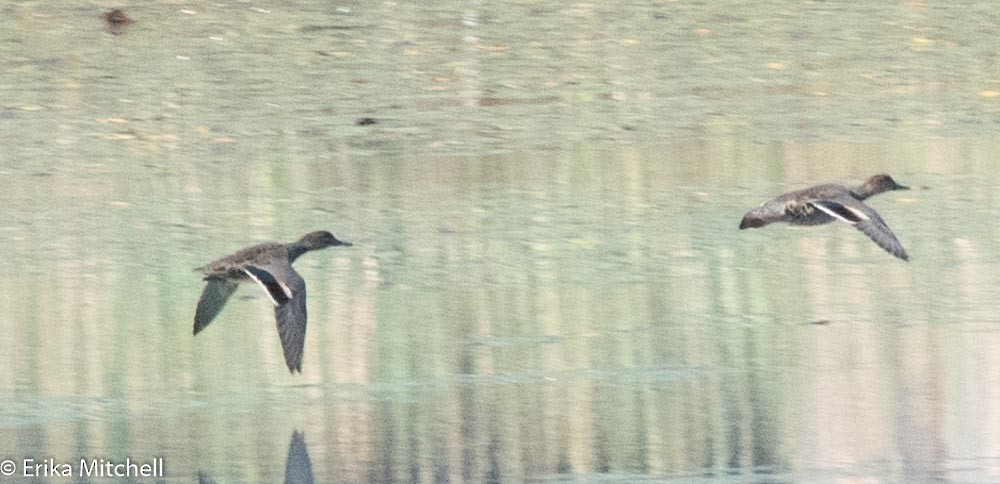 Green-winged Teal - Erika  Mitchell