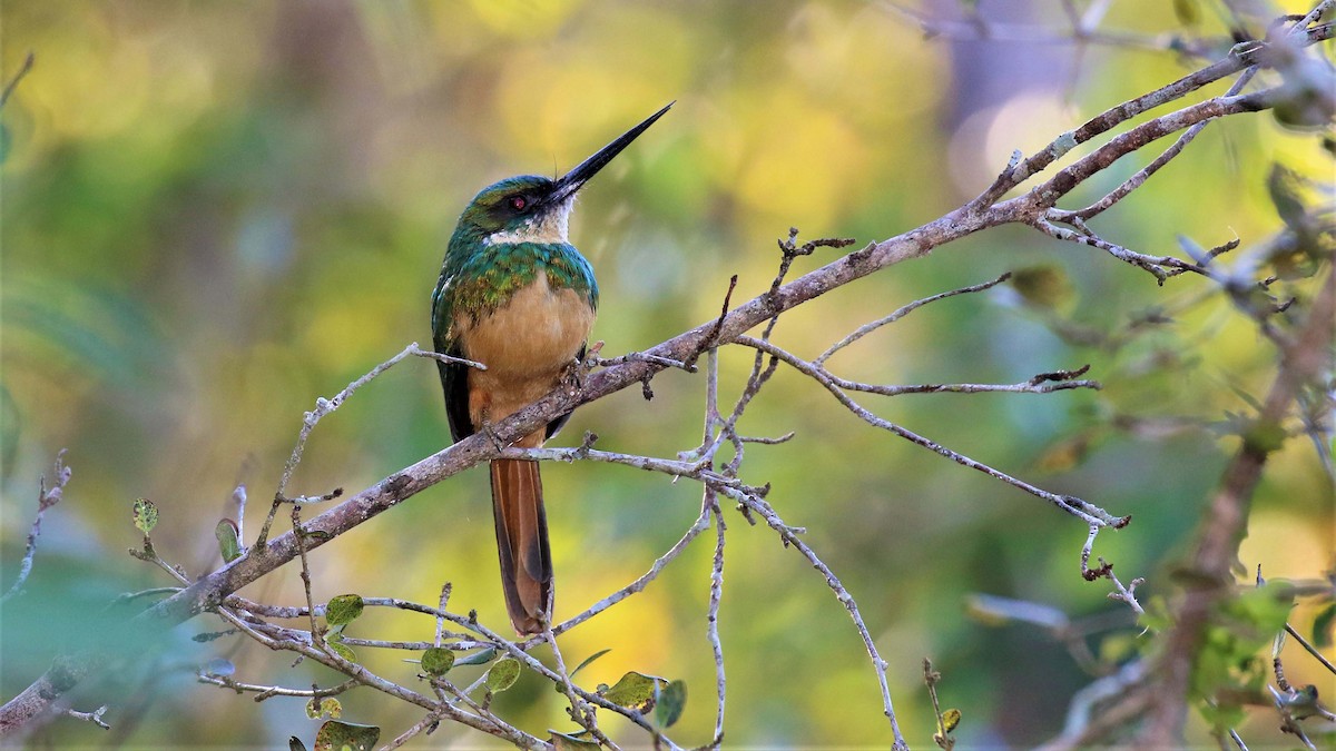 Rufous-tailed Jacamar - Jose Luis Blázquez