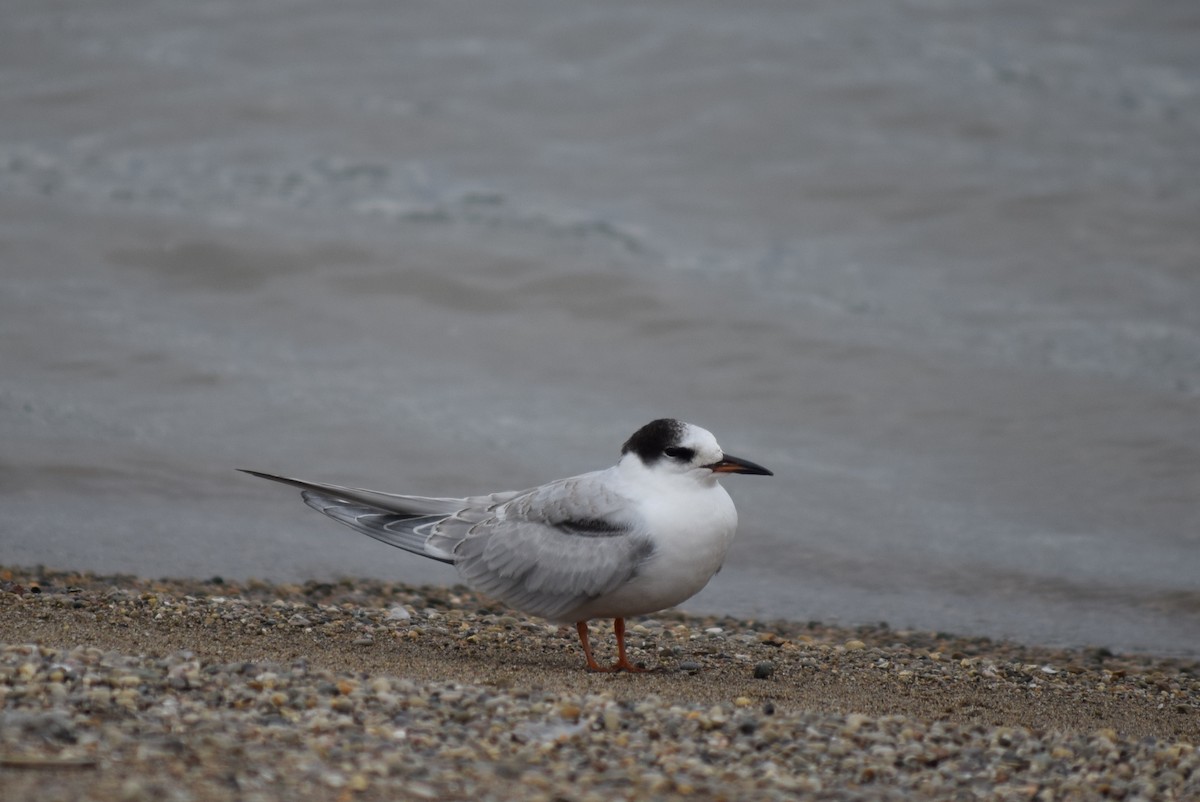 Common Tern - Kevin Lee