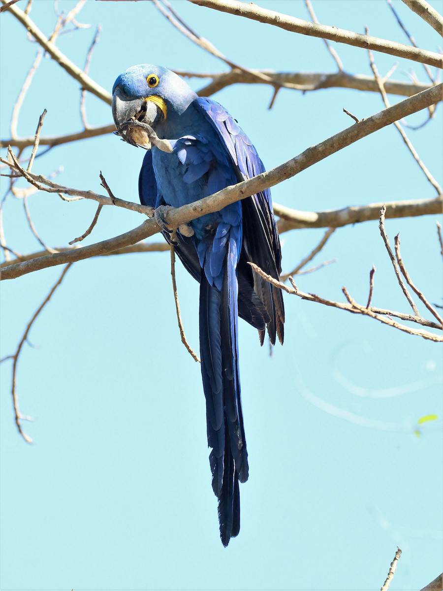 Hyacinth Macaw - ML116177381