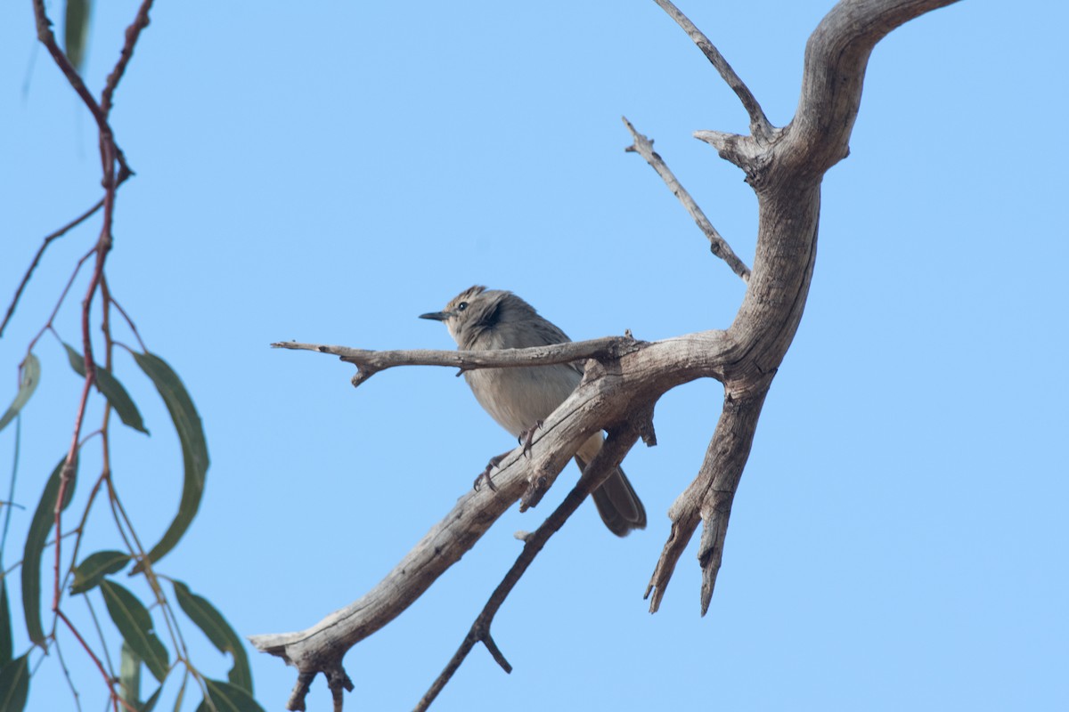 Rufous Songlark - ML116178961