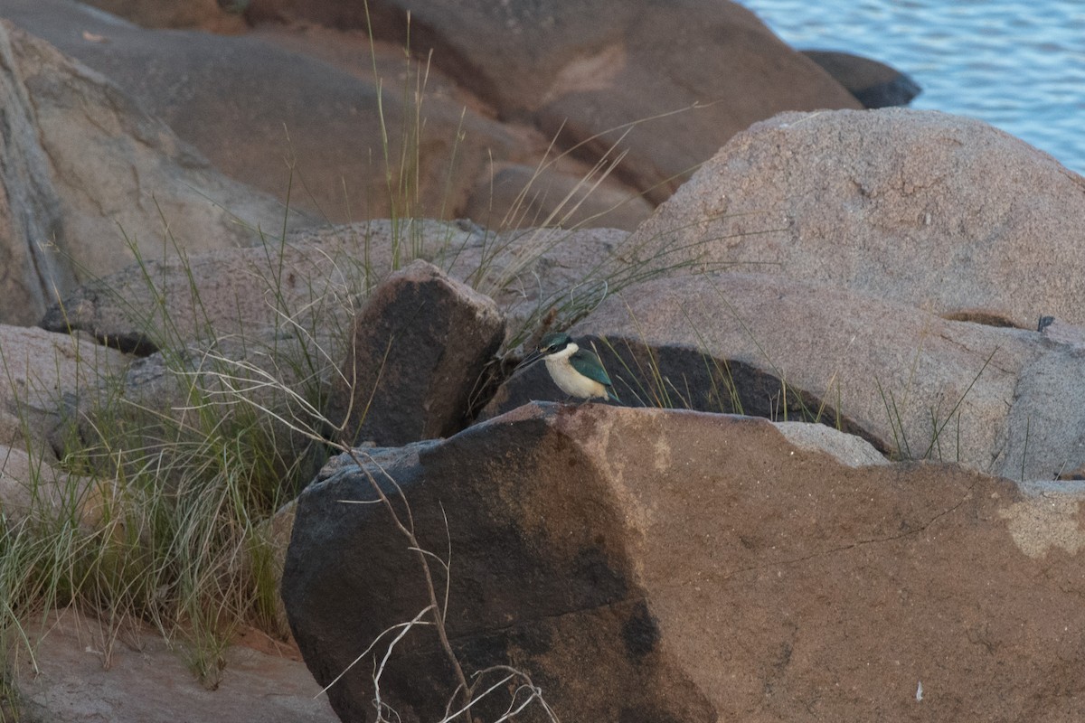 Sacred Kingfisher (Australasian) - ML116179131
