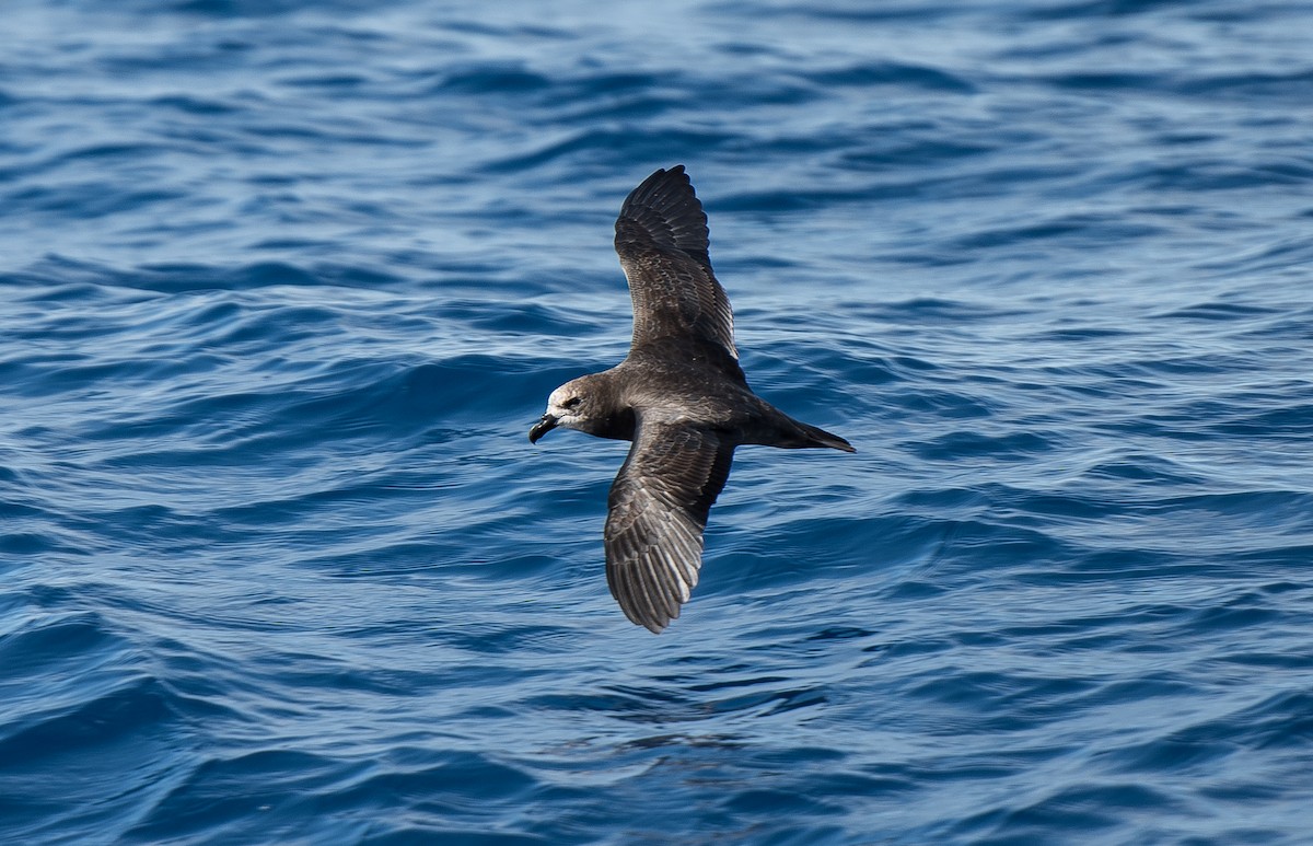 Great-winged/Gray-faced Petrel - ML116181261