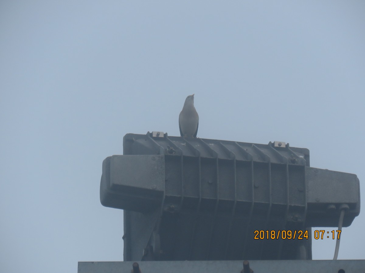 White-shouldered Starling - ML116182271