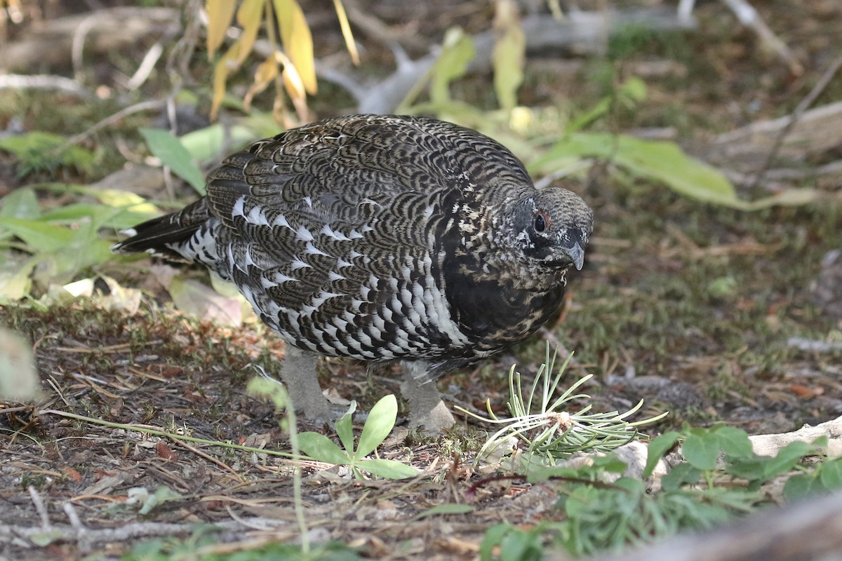 Spruce Grouse (Franklin's) - ML116185921