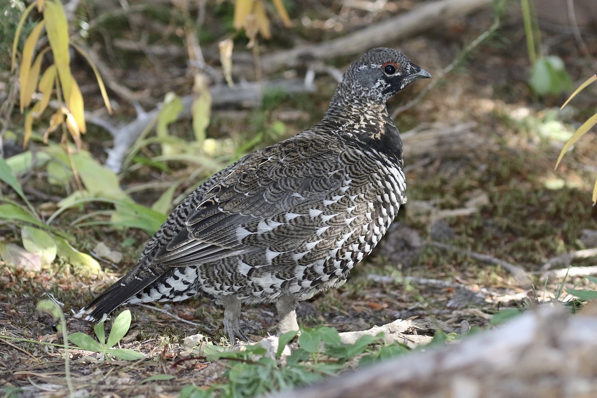 Spruce Grouse (Franklin's) - ML116186001