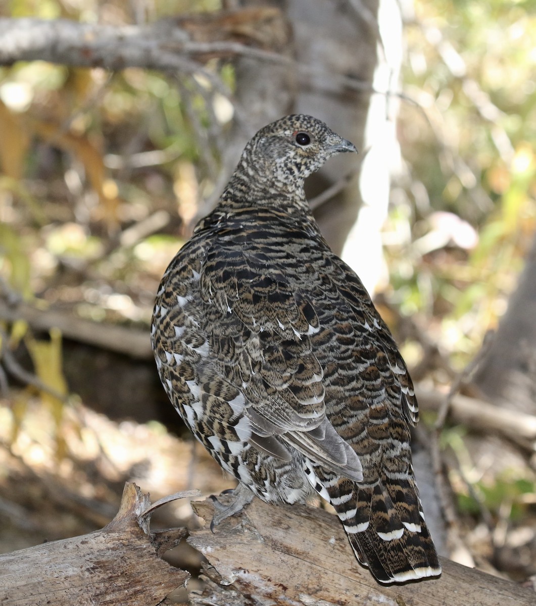 Spruce Grouse (Franklin's) - ML116186081