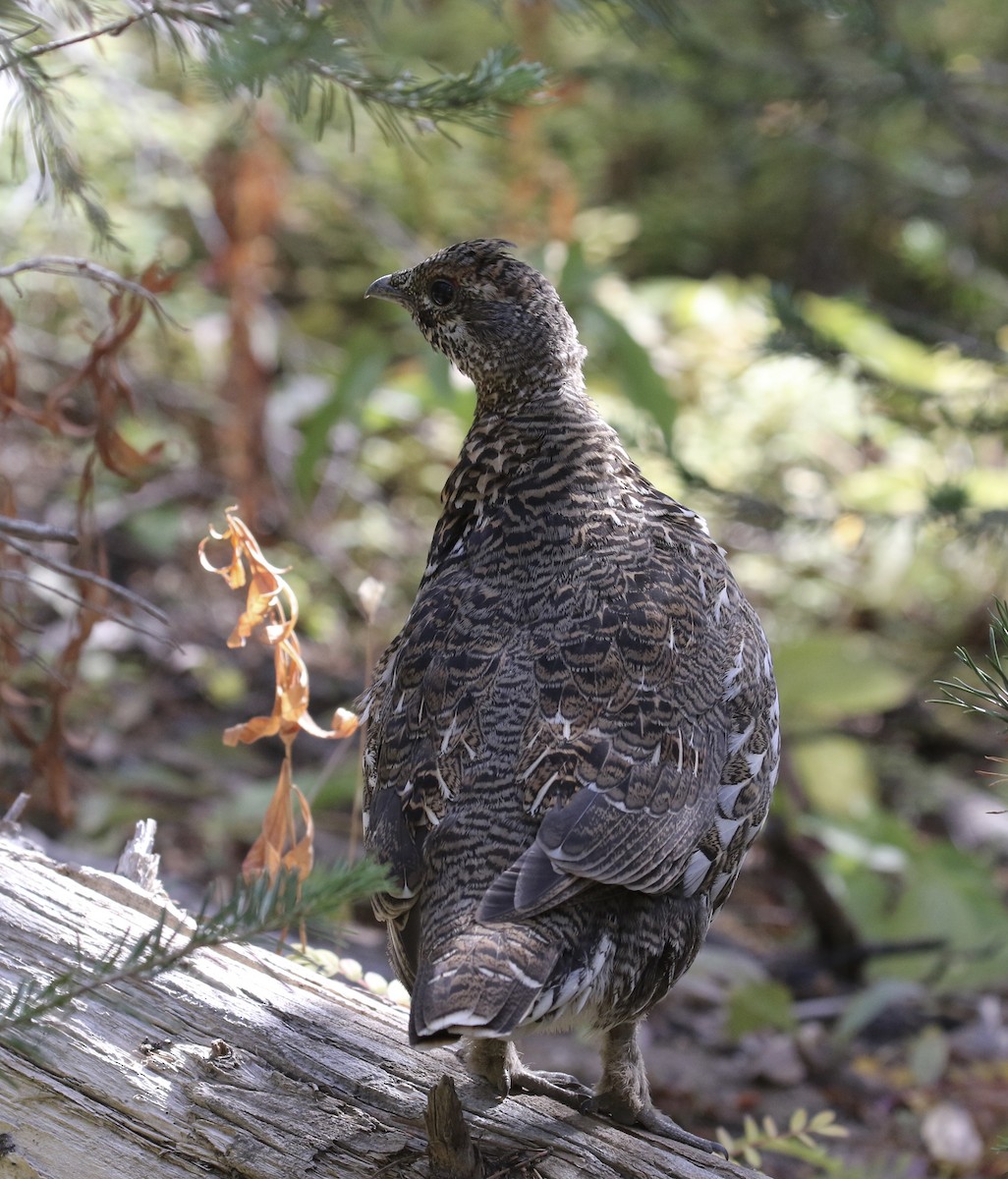 Spruce Grouse (Franklin's) - ML116186091
