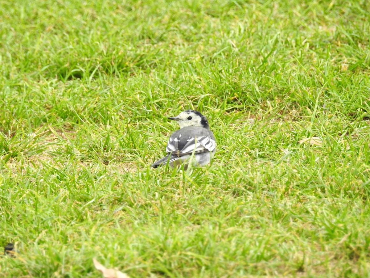 White Wagtail (British) - Ken Crawley