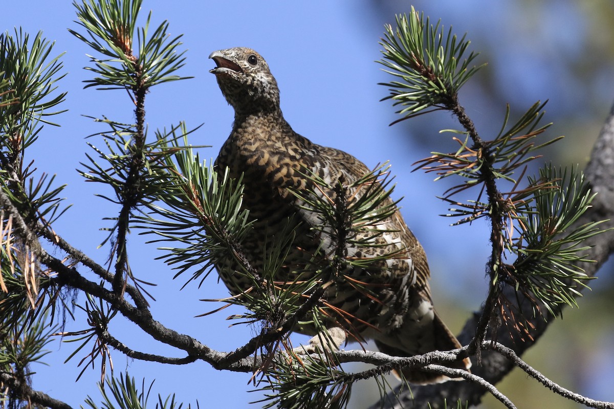 Spruce Grouse (Franklin's) - Russ Morgan