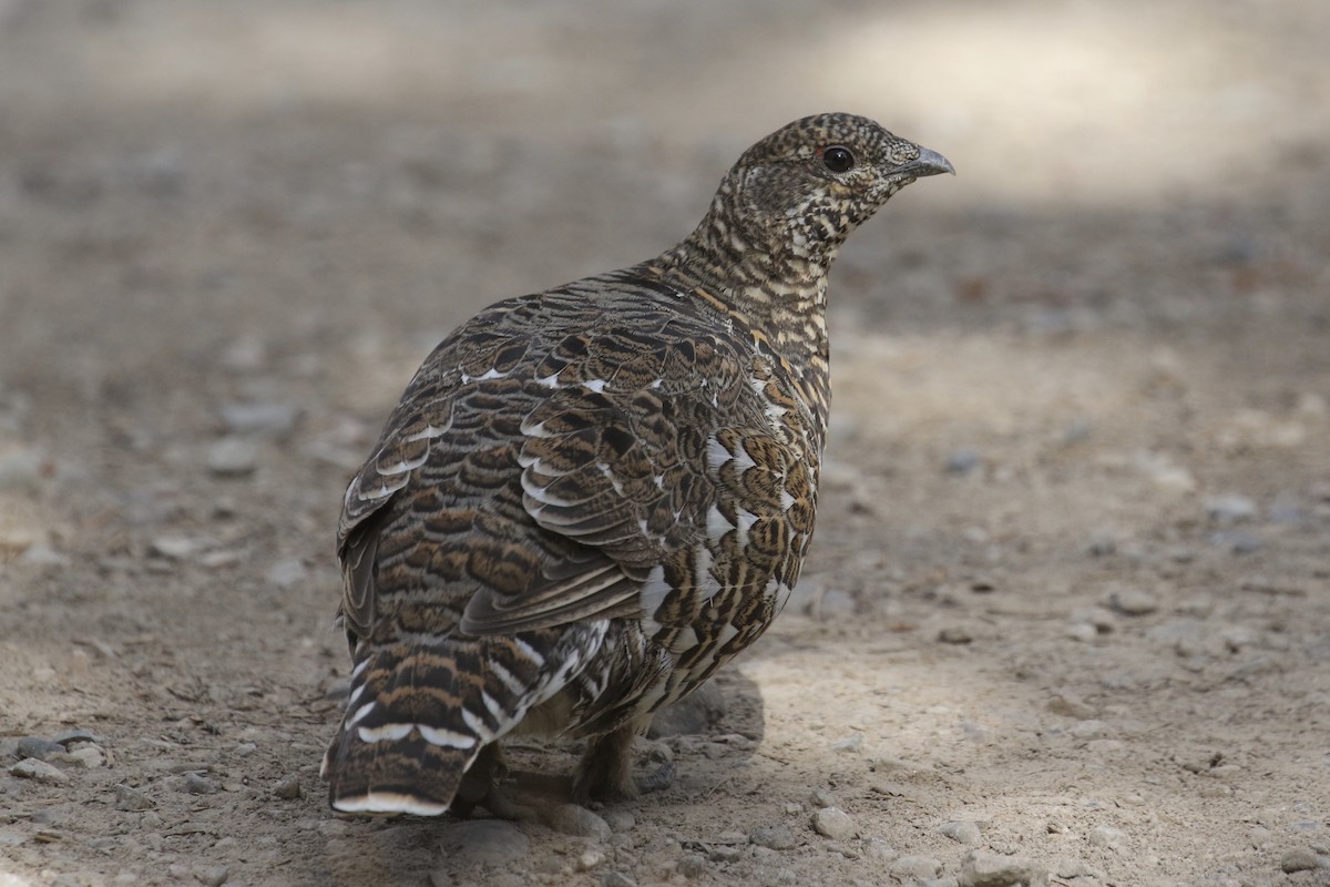Spruce Grouse (Franklin's) - ML116186331