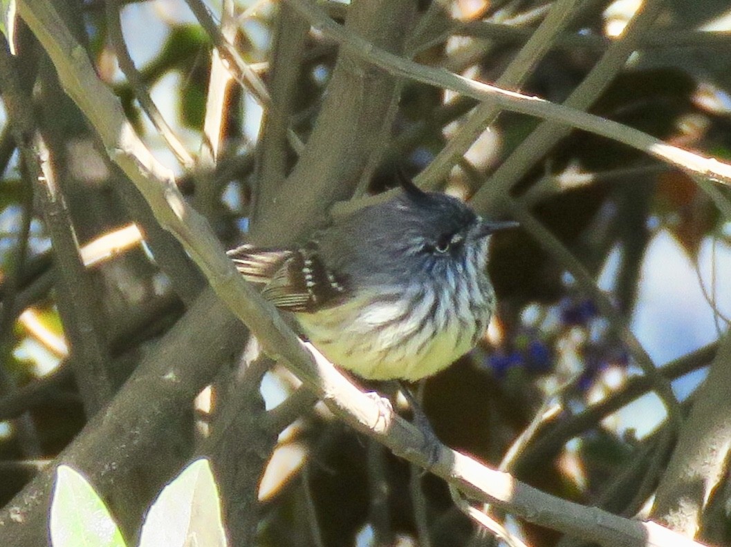 Tufted Tit-Tyrant - Yve Morrell