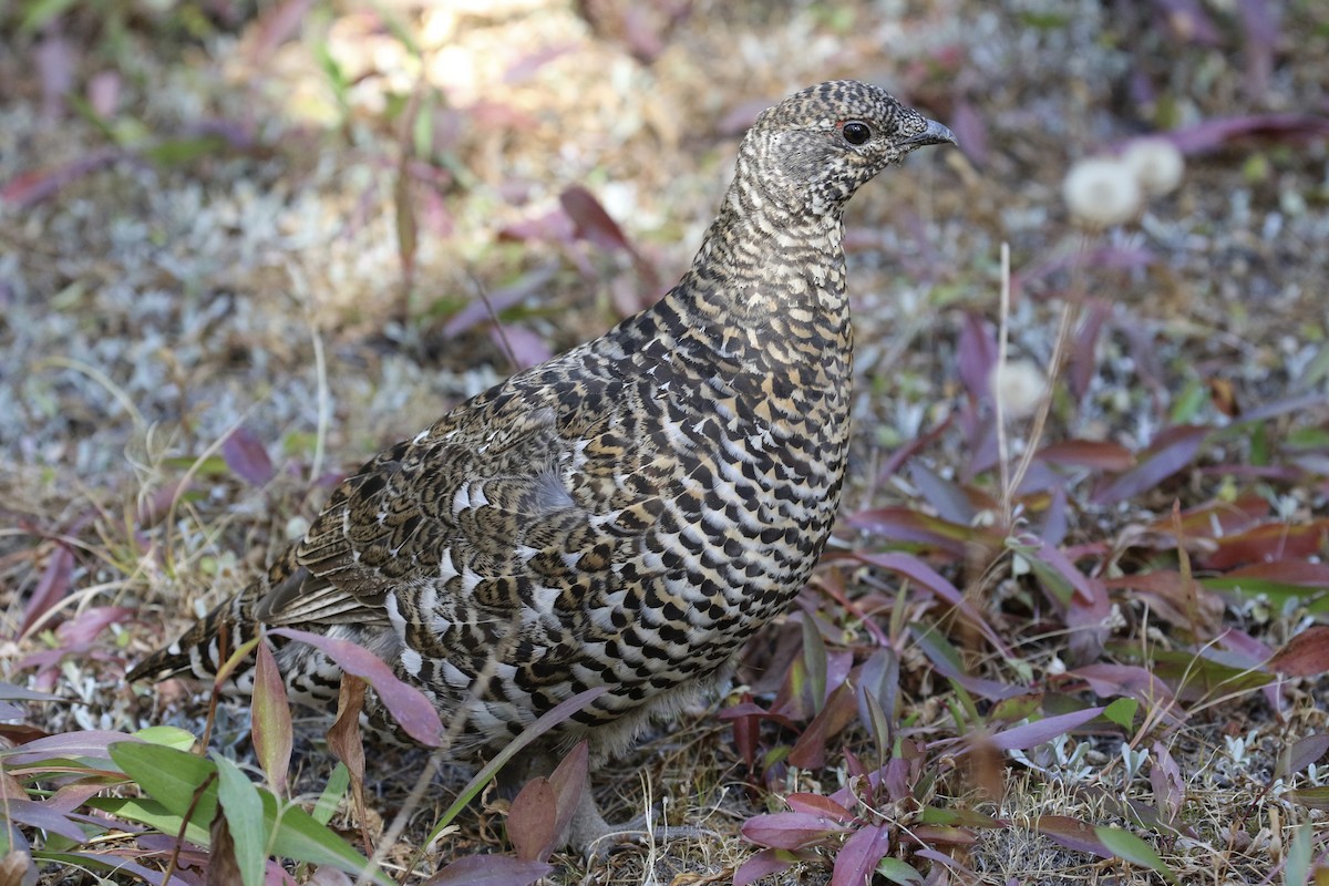 Spruce Grouse (Franklin's) - ML116186511