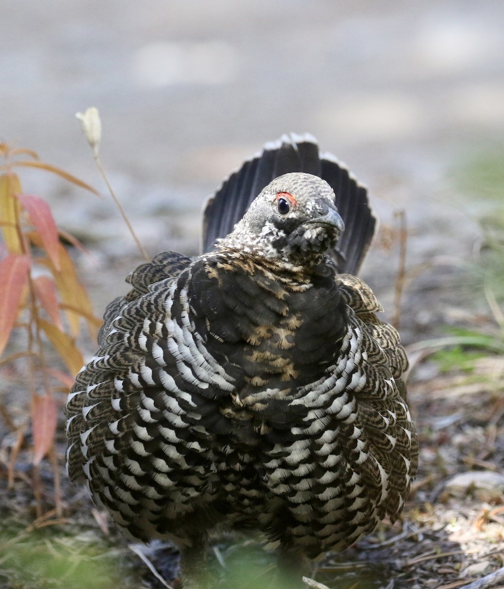 Spruce Grouse (Franklin's) - ML116186571